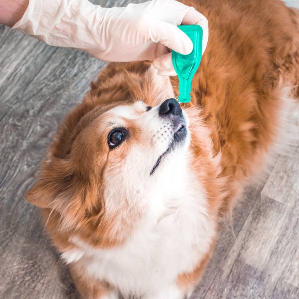 giving a dog medicine
